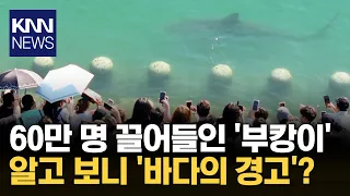 귀여운 '부캉이'의 경고? 뜨거워진 우리 바다의 '현실' / KNN