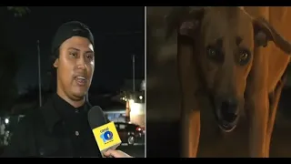 Young people feed stray animals every night in Managua