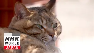 Fukui: Cats Along the Shore - A Cat's-Eye View of Japan