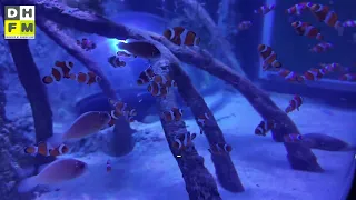 SEA LIFE Scheveningen heropent na grootste verbouwing ooit - Mogelijk snel 'feitelijk watertekort'