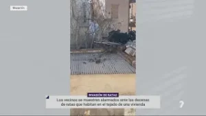 Ratas en Mazarrón: indignación vecinal por una plaga | La 7