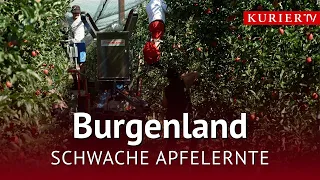 Apple Harvest Under Pressure: Heat and Drought Take Their Toll on Farmers