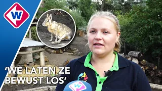 Alweer dieren ontsnapt uit Avifauna: hoe kan dat steeds gebeuren?