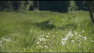 Krónika: Elindult az idei pollenszezon (2026.02.02.)