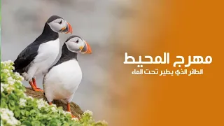 The Puffin That Flies Underwater and Waddles on Land | Quest Arabiya