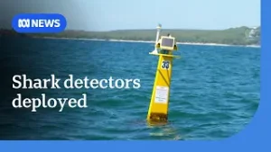 Two shark detectors set to be deployed in Sydney Harbour amid spate of attacks | ABC NEWS