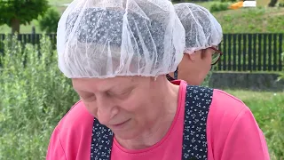 Regionalno, Pesnica: Jakobska kuhla 2026 Zlata kuhalnica je ostala doma