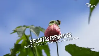5 Essential Plants to Attract Bees to Your Farm - TvAgro by Juan Gonzalo Angel