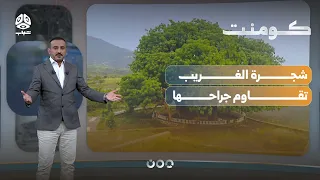 Life Returns to Yemen's Al-Gharib Tree | Comment