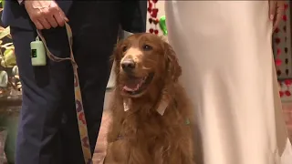 Boston launches certificates for couples who bring furry friends to weddings at City Hall