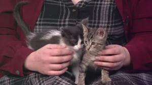 Petline9: These 9-week-old kittens are ready for their forever home