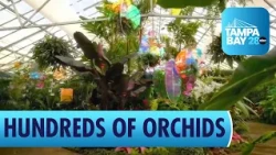 Orchid Show at Selby GardensOrchid Show at Marie Selby Botanical Gardens in Sarasota