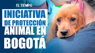 Bogotá Has the Most Ambitious Animal Protection Project | EL TIEMPO