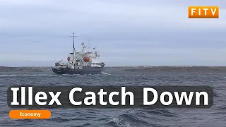 Falklands Illex Catch Falls 30%