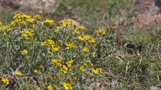 Colorado's low winter snowpack is affecting wildflowers blooming in high country and near Denver
