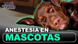 When Is It Dangerous to Anesthetize a Dog or Cat? Dr. Hans Castro Responds | Lo Sé Todo