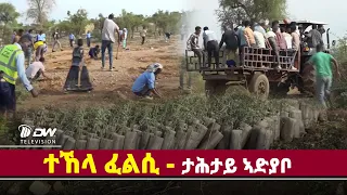 DWl  ተኸላ ፈልሲ ታሕታይ ኣድያቦ