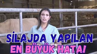 The Biggest Mistake Made in Silage!