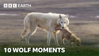 10 Wildest Wolf Moments | BBC Earth