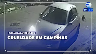ON AIR - Abandoned kitten in Campinas gets scared and dies