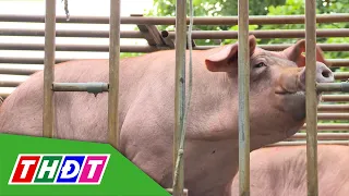 Domestic Prices Higher Than Global Market, Meat Imports Surge | THDT