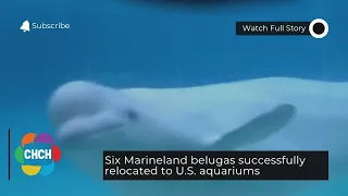 Six Marineland belugas successfully relocated to U.S. aquariums