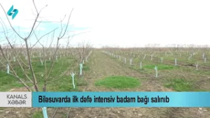 Biləsuvarda ilk dəfə badam bağı salınıb