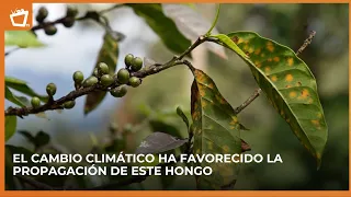 Coffee Rust: The Fungus Threatening the Coffee Industry