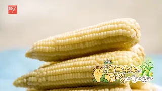 여름! 홍천 찰옥수수의 계절이 돌아왔다 / 강원매거진7 / [NOW 강원] / G1방송 / 260710