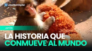 JAPÓN | La conmovedora historia de un mono bebé abandonado por su madre