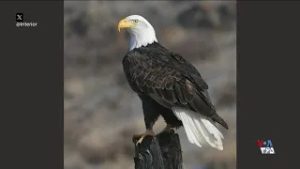 آمریکا از لنز دوربین - از عقاب سرسفید تا بالگردهای سنگین‌بر ارتش ایالات متحده