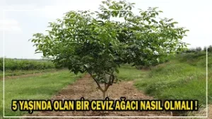 4-5 Yaşlarında Olan Bir Ceviz Ağacı Nasıl Olmalı !