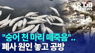 "Mass Death of 1,000 Mullet"..Debate Over Cause of Die-off｜ TJB Daejeon·Sejong·Chungnam News