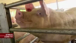 Eight out of ten farmers say NO to livestock investments! 10/19/2026