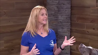 'peake Life - Chesapeake Animal Services: Where do shelter animals come from?