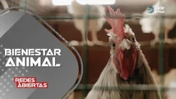¿PUEDO REDUCIR SUFRIMIENTO ANIMAL Y ALIMENTARME BIEN? #redesabiertas