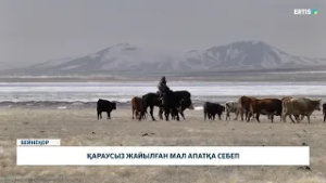 Қараусыз жайылған мал апатқа себеп