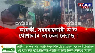 নিতৌ ন ন কৌশলেৰে ৰাজ্যত চলি আছে গৰু-ম'হৰ ভয়ংকৰ SYNDICATE