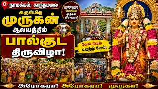 காந்தமலை முருகன் ஆலயத்தில் 56வது ஆண்டாக நடைபெற்ற பால்குட திருவிழா | Bhakthi News |