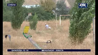 «Шығуға қорқамыз». Алматыда 20 жыл қараусыз cаябақ қаңғыбастар мекеніне айналған