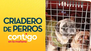 "THEY WERE CRYING SO MUCH": Dog breeder arrested - Contigo en la Mañana