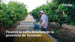 LEMON HARVEST ENDED IN TUCUMÁN