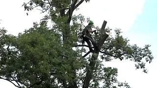 Záchrana stromu po úderu bleskem