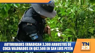 Authorities eradicate 3,300 coca bushes valued at Q82,500 in San Luis Petén