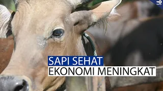 SAPI SEHAT, EKONOMI MENINGKAT: POTENSI PETERNAKAN DI NIMBOKRANG, JAYAPURA 🐂📈 [NEWS MAGAZINE]