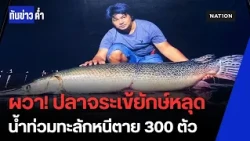 น้ำท่วมบึงสำราญ “ปลาจระเข้ยักษ์” หลุดกว่า 300 ตัว ชาวบ้านผวาหวั่นกระทบแหล่งน้ำธรรมชาติ | ทันข่าวค่ำ