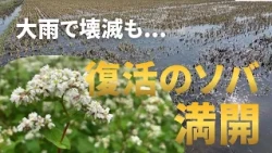壊滅的な大雨被害から“復活”遂げたソバ畑　9月にまき直した種から一面に白い花　11月には収穫 （2026年10月20日放送） #大雨 #福井県