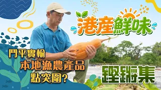 鏗鏘集 | 港產鮮味 | 鬥平實輸，漁農港產要點突圍?