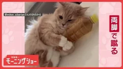 やめられニャイ！一心不乱に両脚キック　ペットボトルを蹴り続けるネコちゃん　なぜ？【羽鳥慎一モーニングショー】(2026年10月15日)