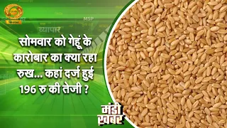Mandi Khabar: ₹196 surge in wheat trading! What was the wheat price on Monday? | Mandi Bhav
